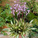 Hosta Cherry Berry