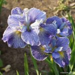 Iris Sibirica Magnetism - imagine 2