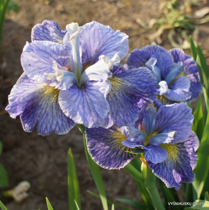 Iris Sibirica Magnetism - imagine 2
