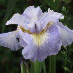 Iris Sibirica Reel Cute - imagine 3