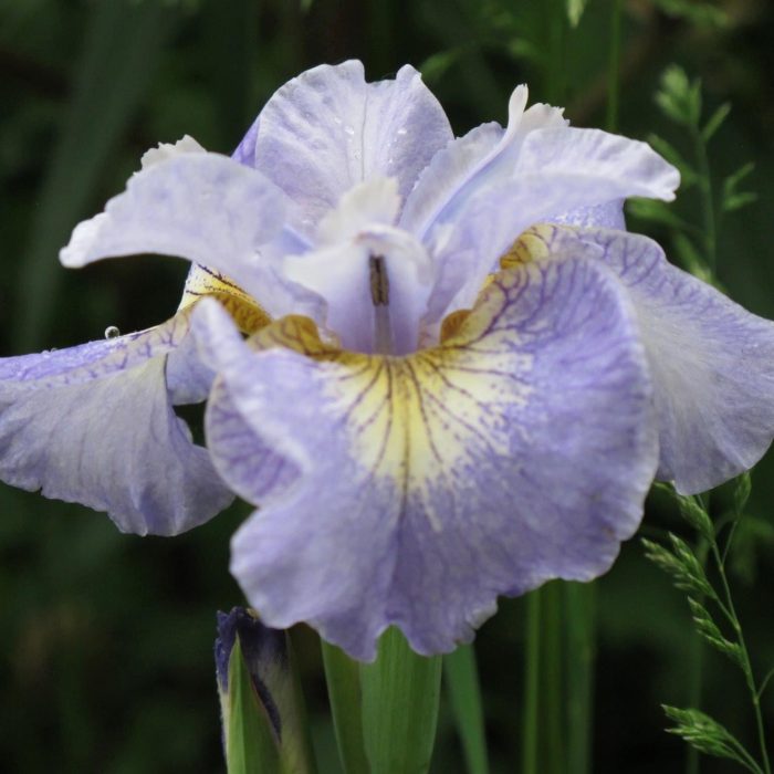 Iris Sibirica Reel Cute - imagine 3