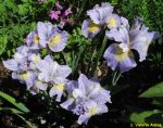 Iris Sibirica Reel Cute