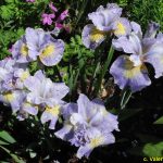 Iris Sibirica Reel Cute