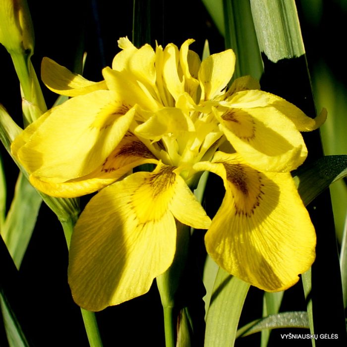 Iris Pseudacorus Flore Plena(Iris de balta) - imagine 3