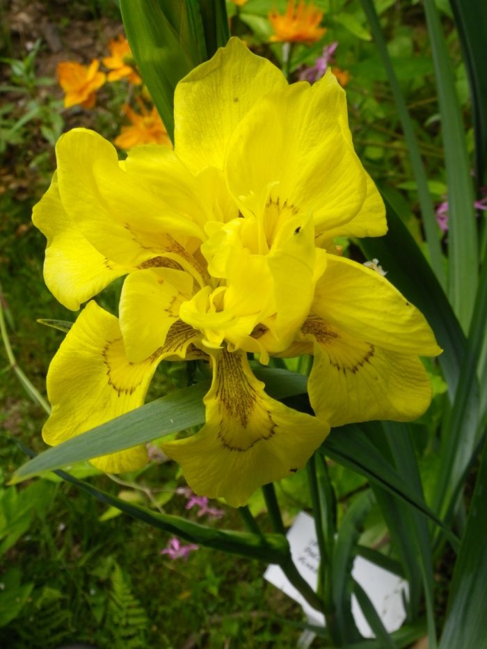Iris Pseudacorus Flore Plena(Iris de balta) - imagine 2