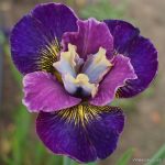 Iris Sibirica Charming Billy - imagine 3