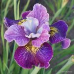 Iris Sibirica Charming Billy - imagine 2