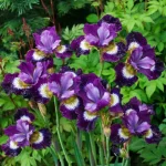 Iris Sibirica Contrast In Styles
