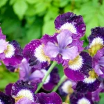 Iris Sibirica Contrast In Styles - imagine 2