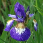 Iris Sibirica Flight of Butterflies