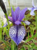 Iris Sibirica Flight of Butterflies - imagine 4
