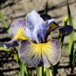 Iris Sibirica Sun Comes Up - imagine 2
