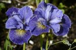 Iris Sibirica Magnetism