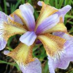 Iris Sibirica Memphis Memory