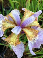 Iris Sibirica Memphis Memory