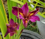Iris Louisiana Spicy Cajun(Iris de balta) - imagine 2