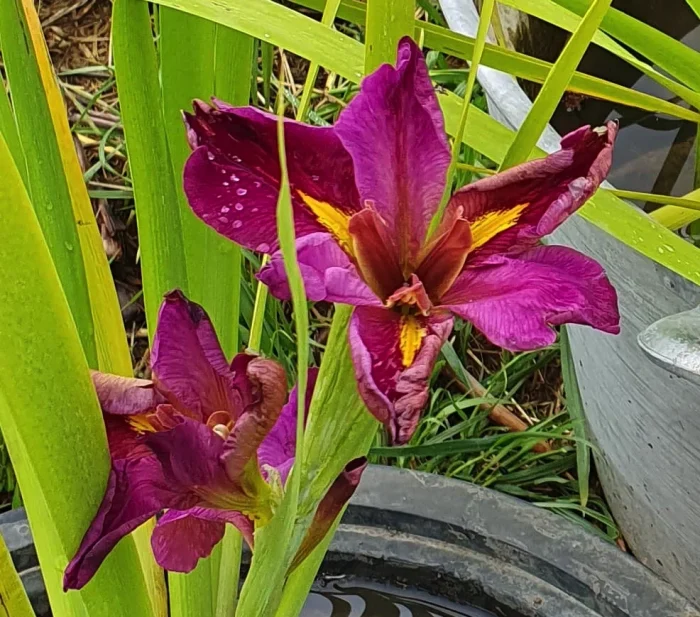 Iris Louisiana Spicy Cajun(Iris de balta) - imagine 2