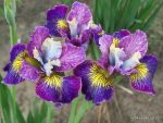 Iris Sibirica Charming Billy