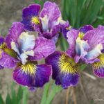 Iris Sibirica Charming Billy