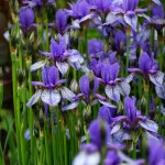 Iris Sibirica Flight of Butterflies - imagine 2