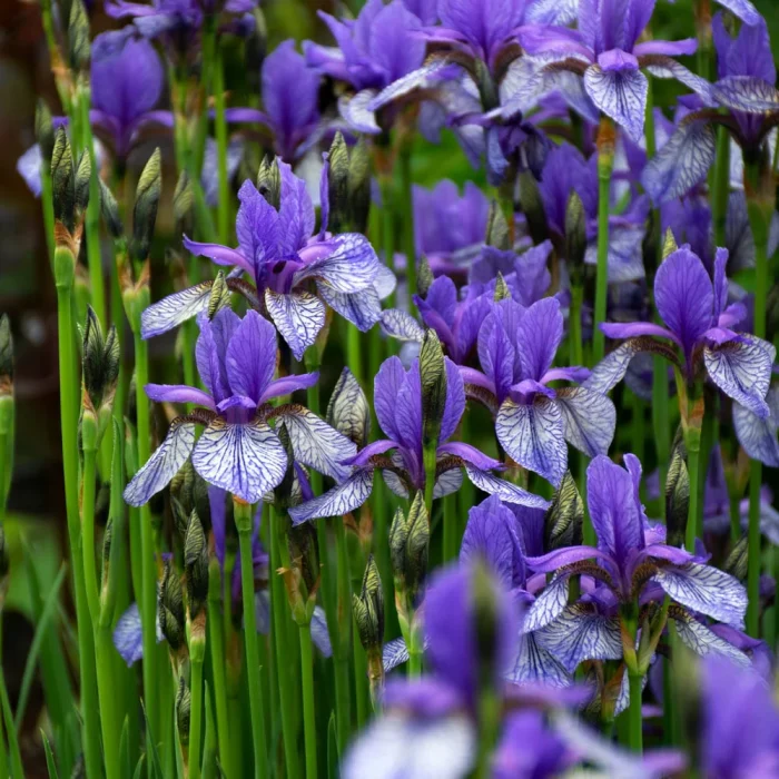 Iris Sibirica Flight of Butterflies - imagine 2