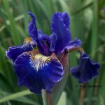 Iris Sibirica Golden Edge