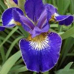 Iris Sibirica Golden Edge - imagine 4