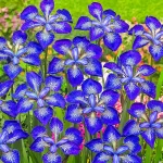 Iris Sibirica I See Stars