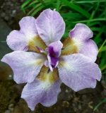 Iris Sibirica Kita-No-Seiza - imagine 3