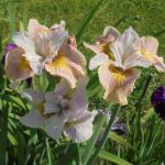 Iris Sibirica Lemon Veil