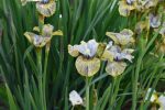 Iris Sibirica Lime Street Blues - imagine 2