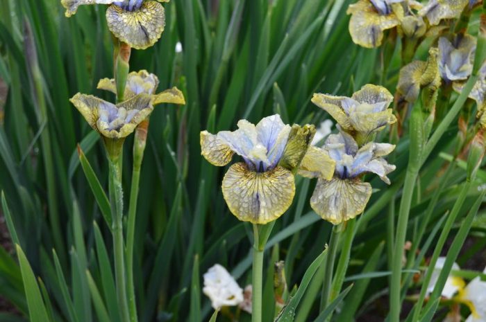 Iris Sibirica Lime Street Blues - imagine 2
