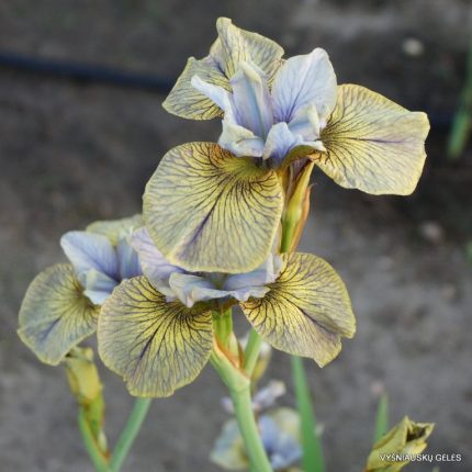Iris Sibirica Lime Street Blues