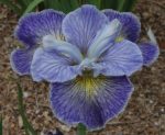 Iris Sibirica Magnetism - imagine 3