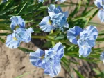 Iris Sibirica Mission Bay - imagine 3