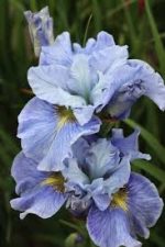 Iris Sibirica Mission Bay - imagine 2