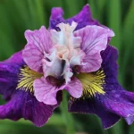 Iris Sibirica On Mulberry Street