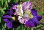Iris Sibirica On Mulberry Street - imagine 5