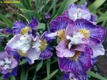 Iris Sibirica On Mulberry Street
