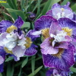 Iris Sibirica On Mulberry Street