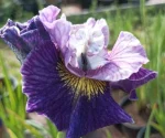 Iris Sibirica On Mulberry Street - imagine 3