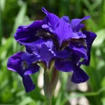 Iris Sibirica Ruffled Plus