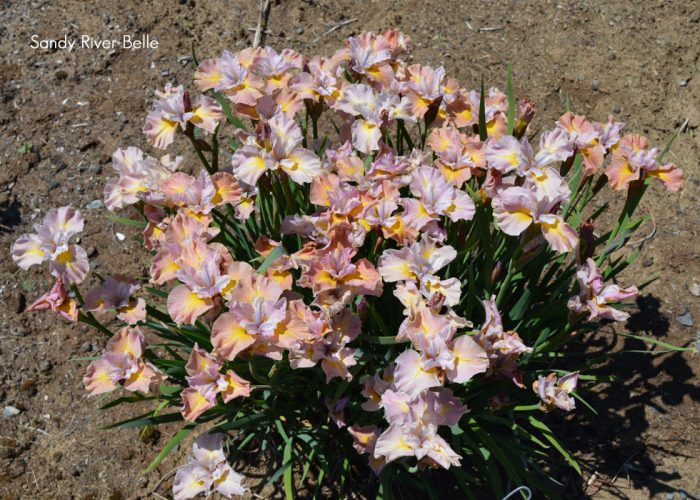 Iris Sibirica Sandy River Belle - imagine 3