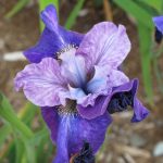 Iris Sibirica Star Lion