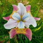 Iris Sibirica Sugar Rush - imagine 2