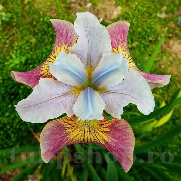Iris Sibirica Sugar Rush - imagine 2