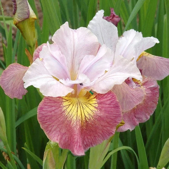 Iris Sibirica Sugar Rush - imagine 5