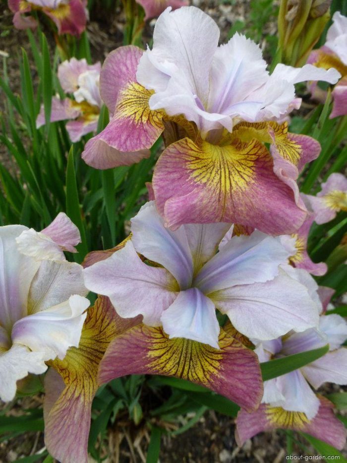 Iris Sibirica Sugar Rush - imagine 3