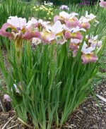 Iris Sibirica Sugar Rush - imagine 4