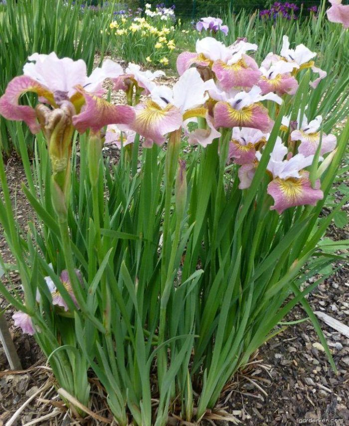 Iris Sibirica Sugar Rush - imagine 4
